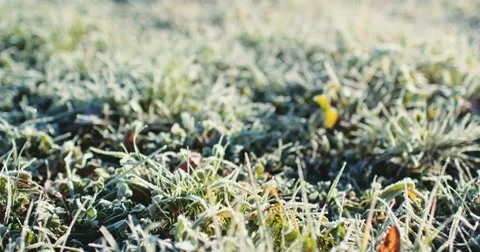 Frosted Grass Background, Dolly Shot. 4K SLOW MOTION 120fps. Close Up. Vídeo Stock 69260419