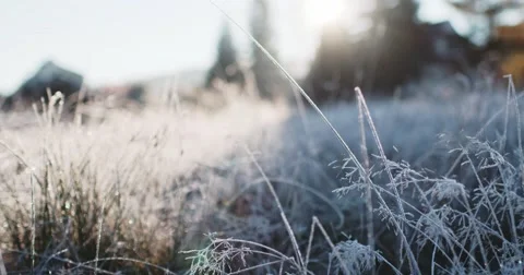 Frosted Grass Background, Dolly Shot. 4K SLOW MOTION 120fps. Close Up. Vidéo 69260521