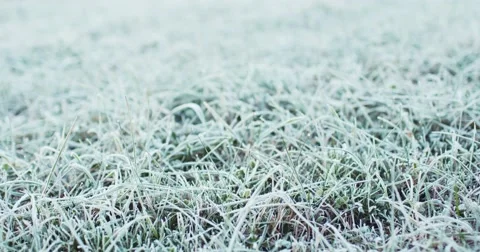 Frosted Grass Background, Dolly Shot. 4K SLOW MOTION 120fps. Close Up. 스톡 동영상 69260567