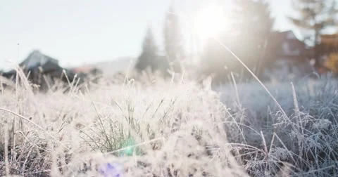 Frosted Grass Background, Dolly Shot. 4K SLOW MOTION 120fps. Close Up. Video stock 69260880