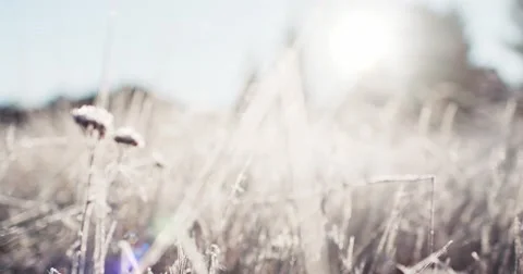 Frosted Grass Background, Dolly Shot. 4K SLOW MOTION 120fps. Close Up. Video stock 69260973