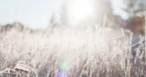 Frosted Grass Background, Dolly Shot. 4K SLOW MOTION 120fps. Close Up. 库存影片 69261593