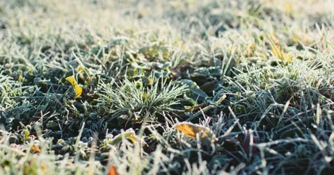 Frosted Grass Background, Dolly Shot. 4K SLOW MOTION 120fps. Close Up. 스톡 동영상 69261625