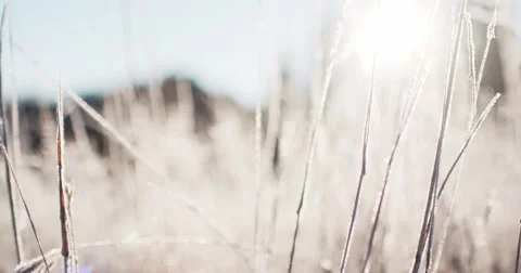 Frosted Grass Background, Dolly Shot. 4K SLOW MOTION 120fps. Close Up. 库存影片 69261809