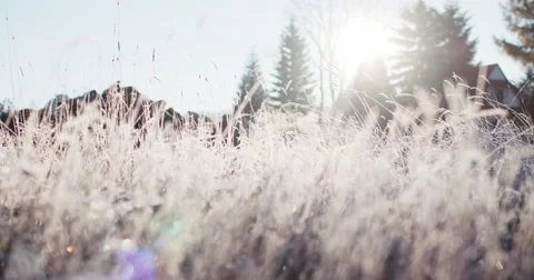 Frosted Grass Background, Dolly Shot. 4K SLOW MOTION 120fps. Close Up. Vidéo 69261822
