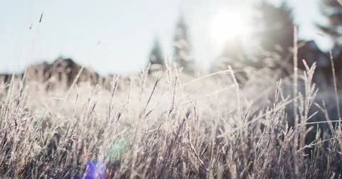 Frosted Grass Background, Dolly Shot. 4K SLOW MOTION 120fps. Close Up. Video stock 69262072