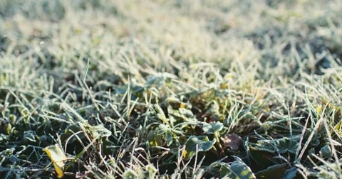 Frosted Grass Background, Dolly Shot. 4K SLOW MOTION 120fps. Close Up. 库存影片 69262267