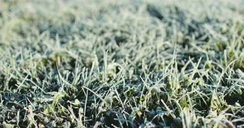 Frosted Grass Background, Dolly Shot. 4K SLOW MOTION 120fps. Close Up. 库存影片 69262313