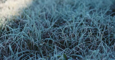 Frosted Grass Background, Dolly Shot. 4K SLOW MOTION 120fps. Close Up. 스톡 동영상 69262450