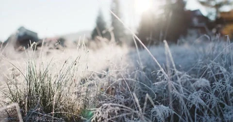 Frosted Grass Background, Dolly Shot. 4K SLOW MOTION 120fps. Close Up. Stock Footage 69262739