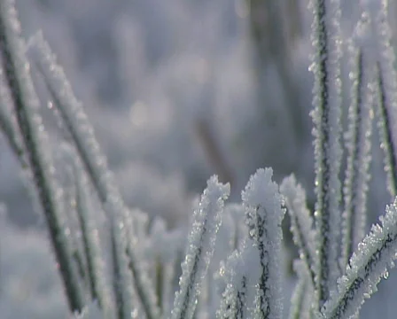 Frosted Grass CU Video stock 605212