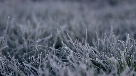 Frosted Grass Follow Focus Stock Footage 62577945
