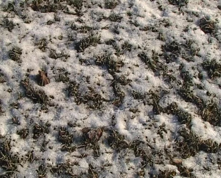 Frosted grass Stock Footage 66264