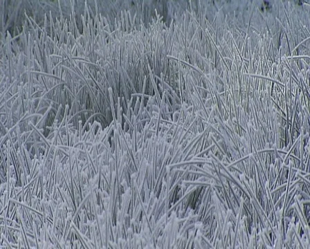 Frosted Grass 動画素材 605188