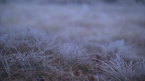 Frosted Grass Stock Footage 88717026