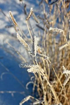 Frosted grass Stock Photos