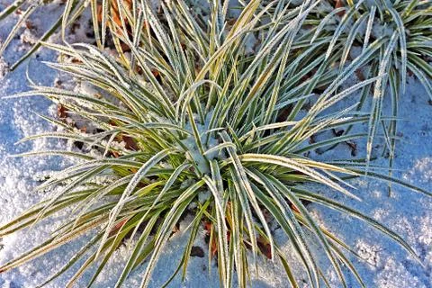 Frosted grass Stock Photos