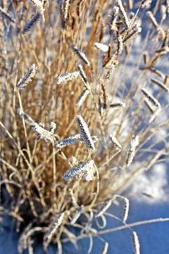 Frosted grass Stock Photos