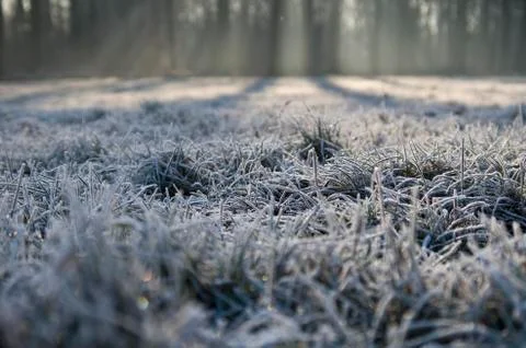Frosted grass, rays of light in the background. Stock Photos
