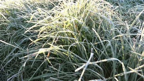 Frosted grass stem with rime at early autumn cold morning. 4K Stock Footage 84583649