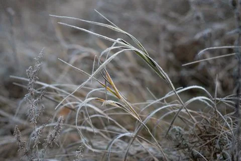 Frosted grass winter background, first frost in December Stock Photos