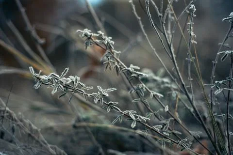 Frosted grass winter background, first frost in December Stock Photos