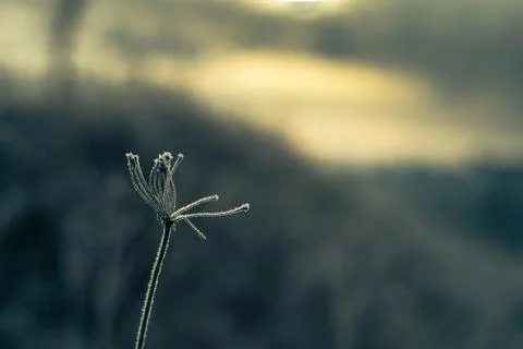 Frosted grass winter background, first frost in December Stock Photos