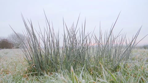 Frosted green grass at dawn. First frosts Vídeos de archivo 94901900