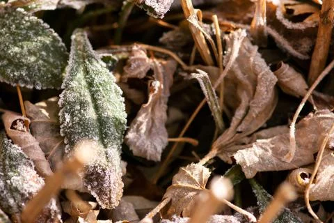 Frosted Green Leaf Closeup Stock-Fotos