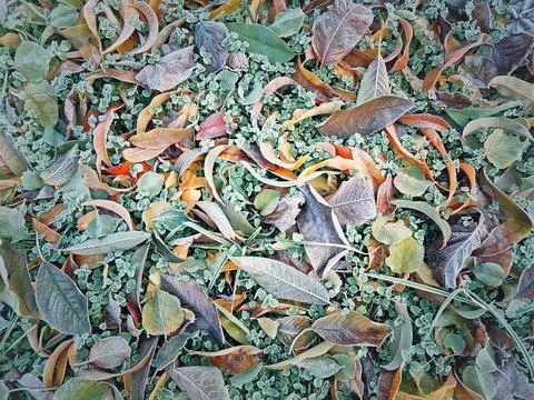 Frosted ground covered with a mix of fallen leaves and green plants. Range .. Stock Photos