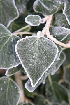 Frosted ivy leaf Stock Photos