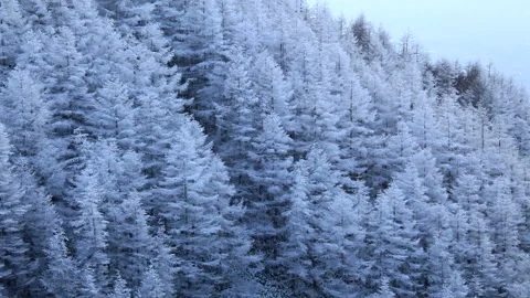 Frosted Larch Forest and Sunset Vídeo Stock 330281449