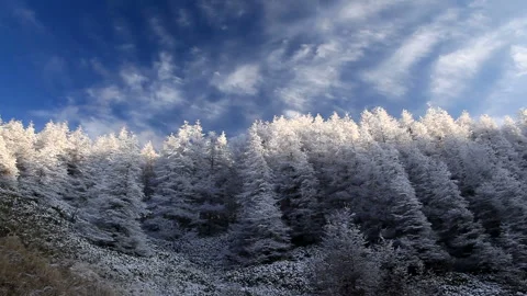 Frosted Larch Forest Видео 330281358
