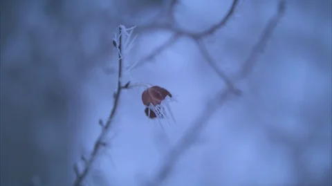 Frosted Leaf Stock Footage 88850581