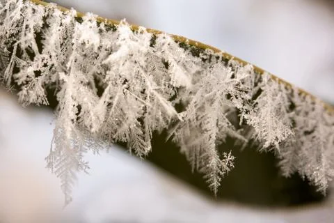 Frosted leaf Stock Photos