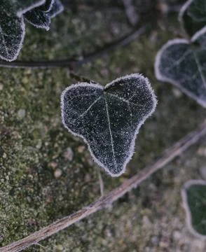 Frosted leaf Stock Photos