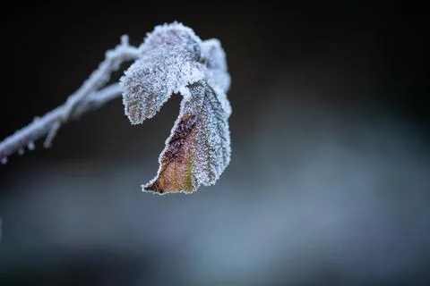 Frosted Leaf Stock Photos