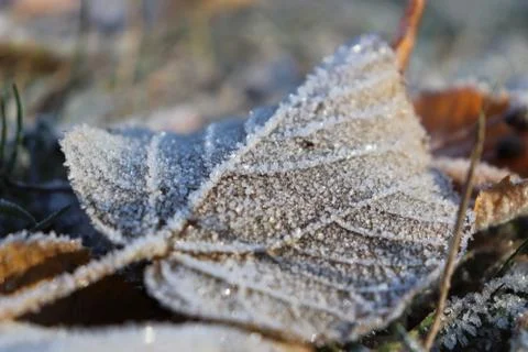 Frosted Leaf Surface Texture. Frost Ice on Forest Morning. Natural Floral Pat Stock Photos