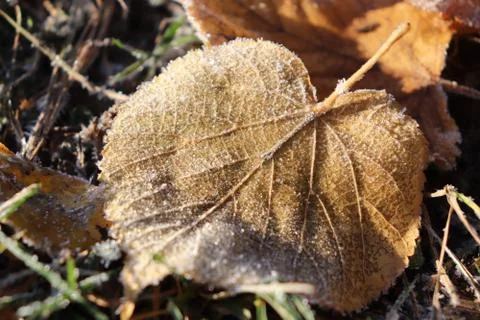 Frosted Leaf Surface Texture. Frost Ice on Forest Morning. Natural Floral Pat Stock Photos