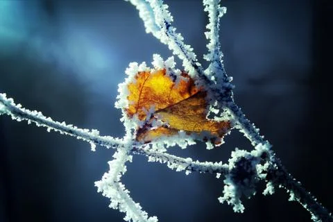 Frosted leaf in winter 库存照片