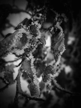 FROSTED LEAVES – MACRO TEXTURE IN BLACK AND WHITE Foto stock
