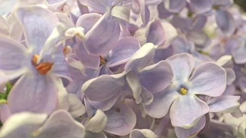 Frosted lilac petals in macro view under smooth lighting, camera enters dee.. Video stock 308784524