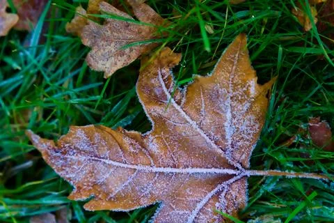 Frosted Maple Leaf on Grass Stock Photos