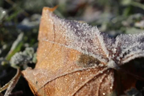 Frosted Maple Leaf Surface Texture. Frost Ice on Forest Morning. Natural Flor Stock Photos