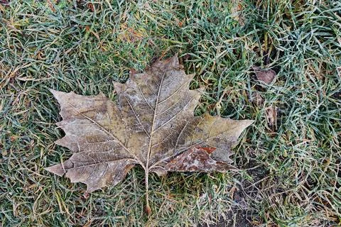 Frosted Maple Leaf on Winter Grass Foto stock