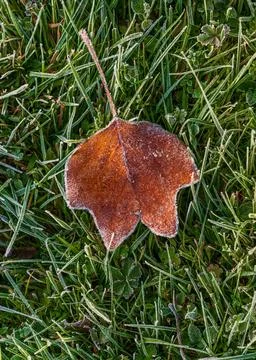 Frosted maple leaf in yellow tones lying on fresh green grass. Autumn nature  Stock Photos