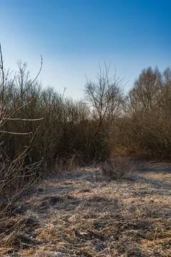 Frosted meadow edge with leafless shrubs under a winter sky Stock Photos