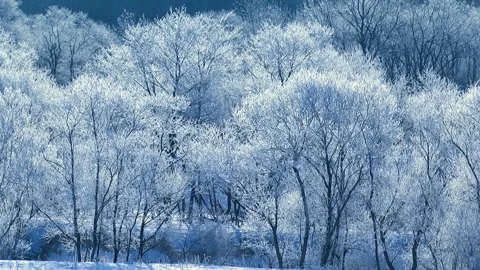 Frosted Mist 库存影片 332383286