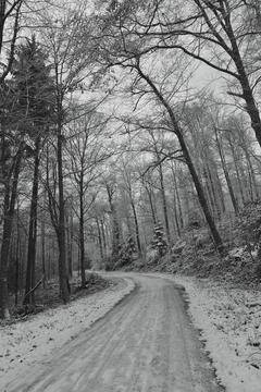 Frosted Path Between Pine Trees, Tranquil Winter Woodland Lane Winding Past Stock Photos