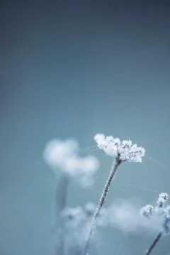 Frosted Stock Photos